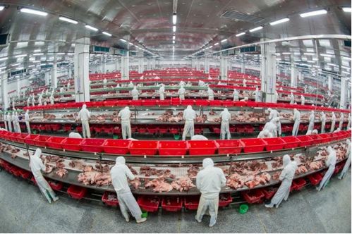 金锣用AI和溯源守护每一口美味